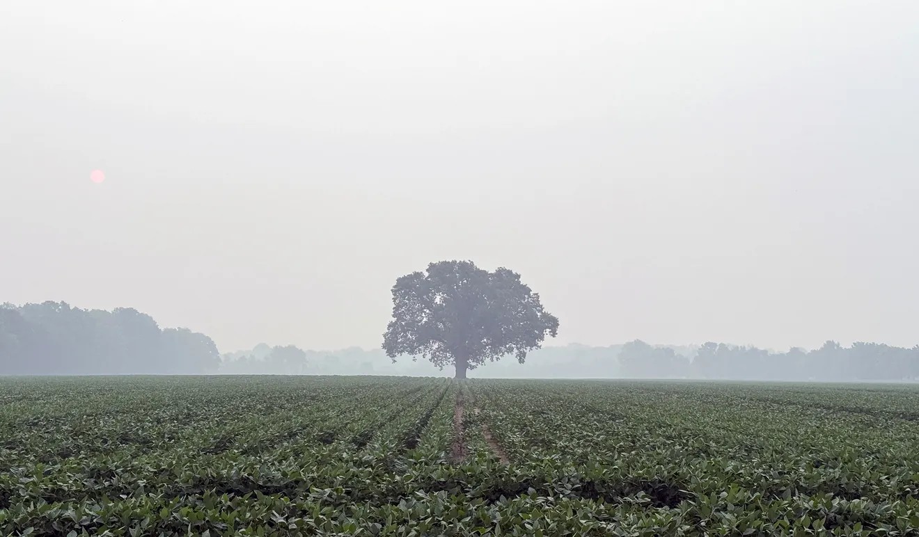 Foggy field with a tree in the middle and grey skies.