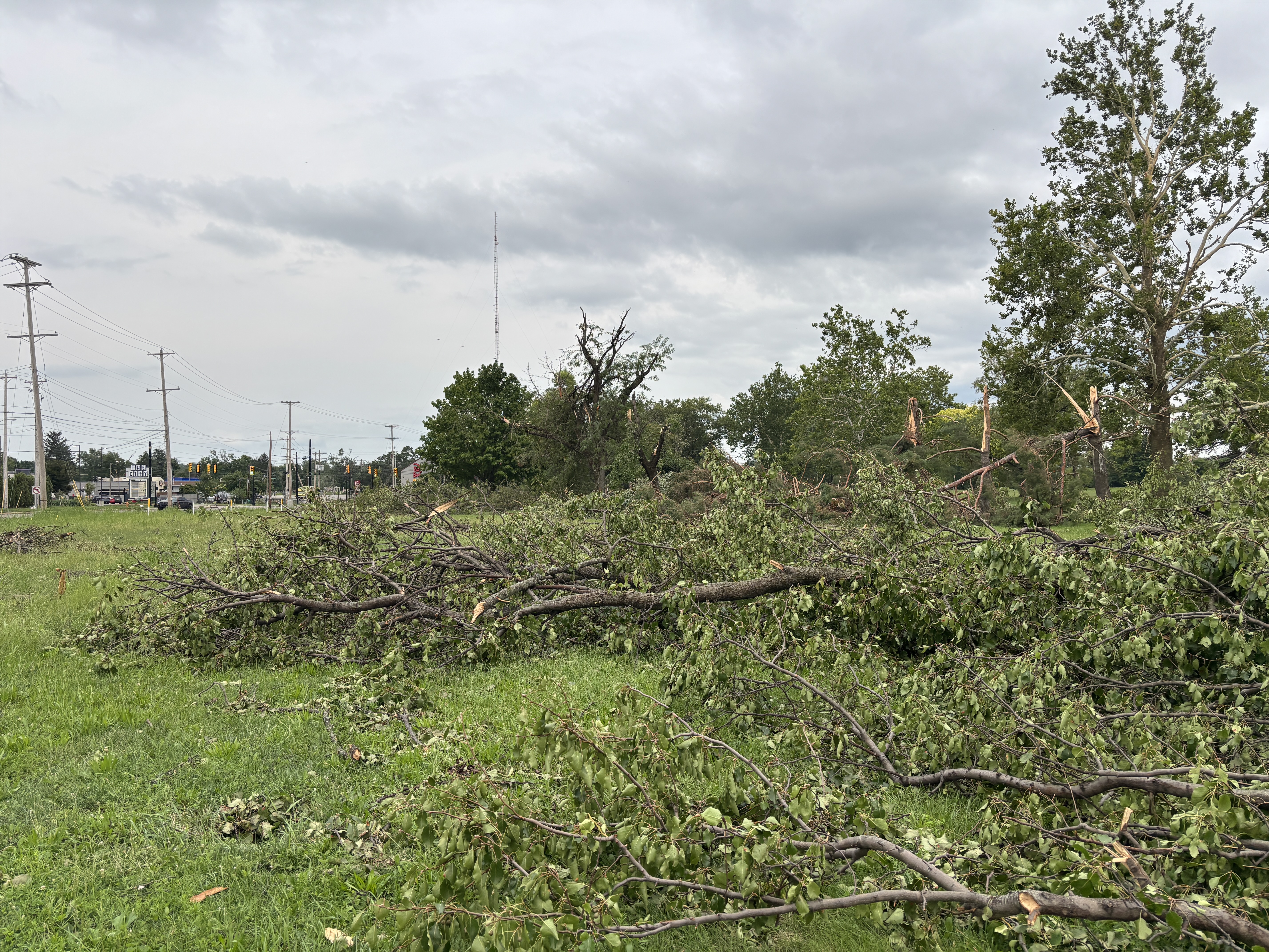 Multiple trees down in a grass field with grey skies. 