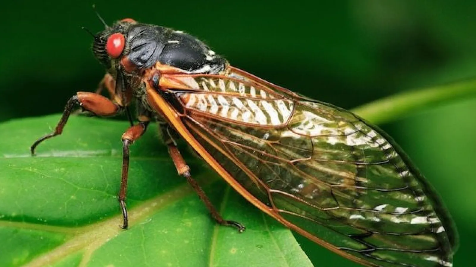 Brood X Cicada