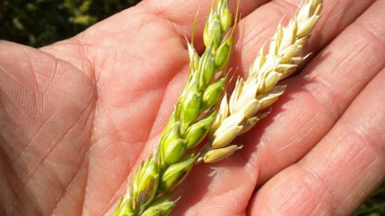 Head Scab in Ohio Wheat