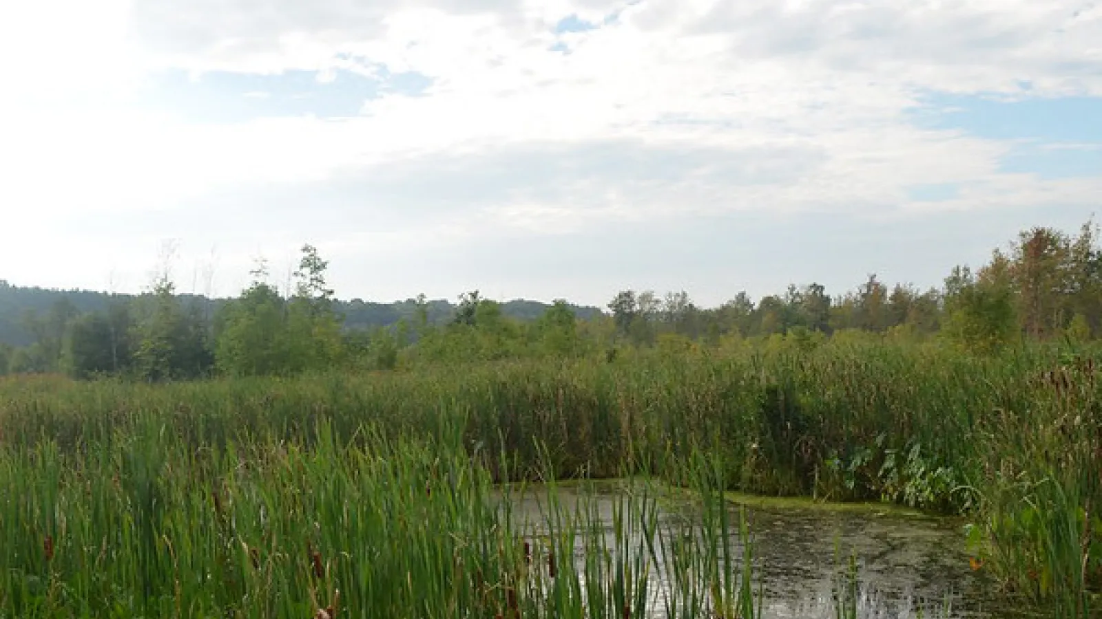 Ohio wetland