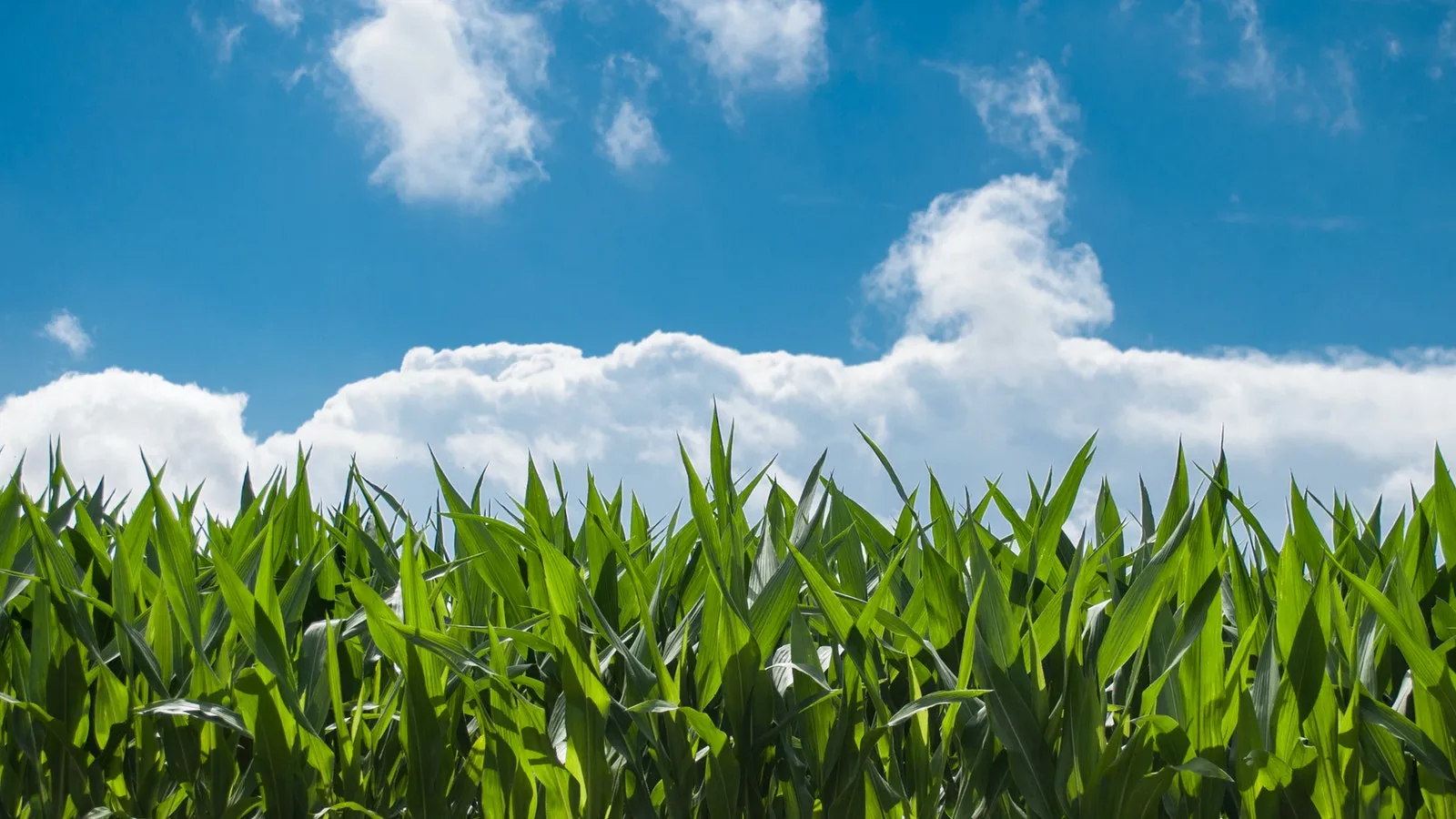 Corn field, blue sky, white clouds