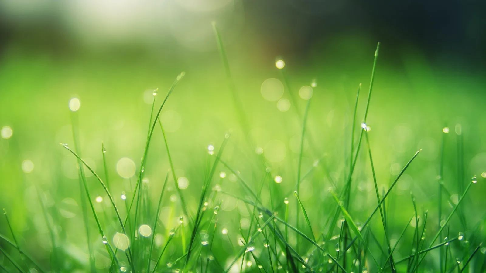 Green grass field with rain drops