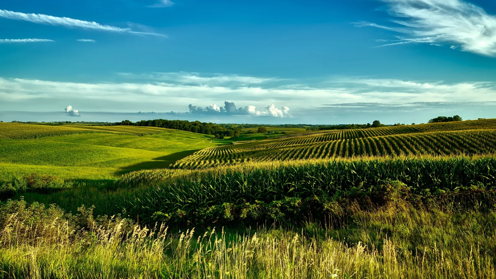 Rolling farming field, grass field and trees at a distance with blue sky and some white clouds