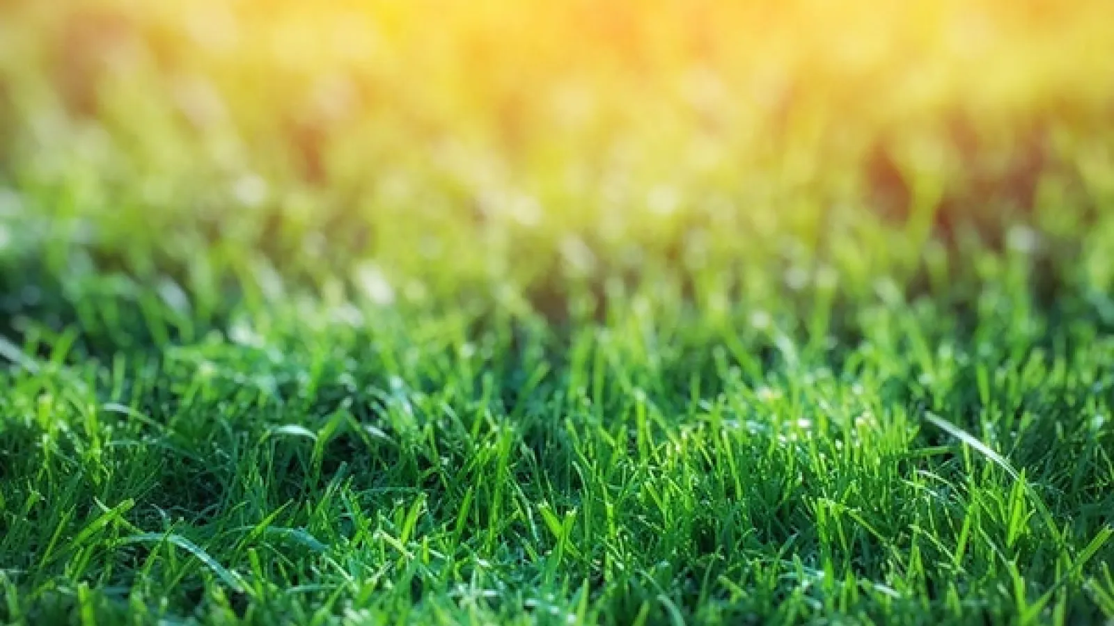 Grass field in sunlight