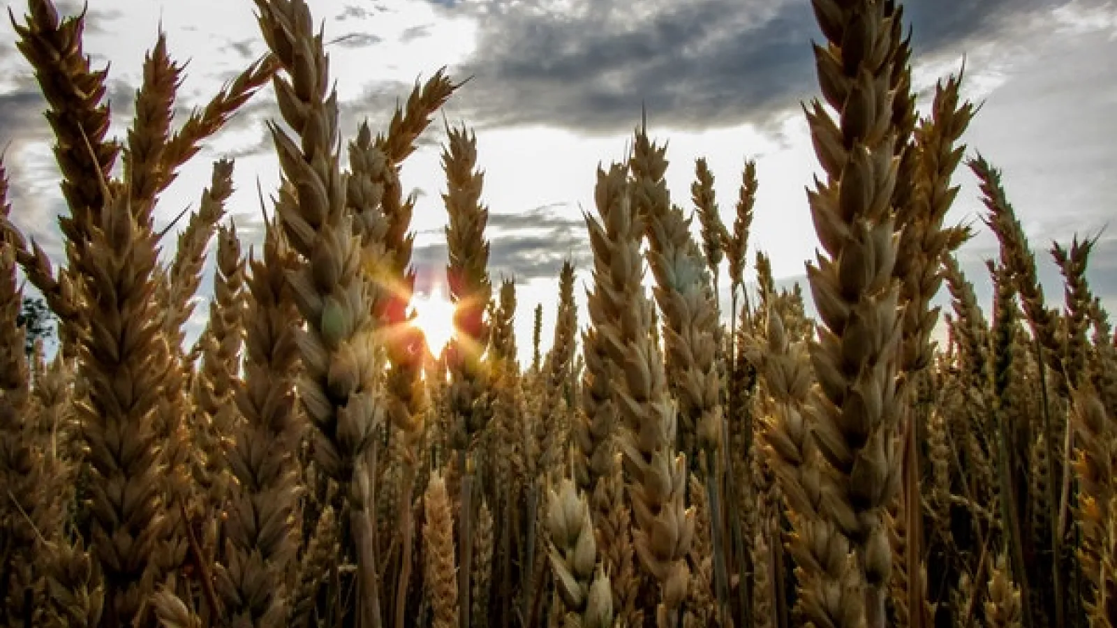 Wheat field in sunrise with cloudy skies