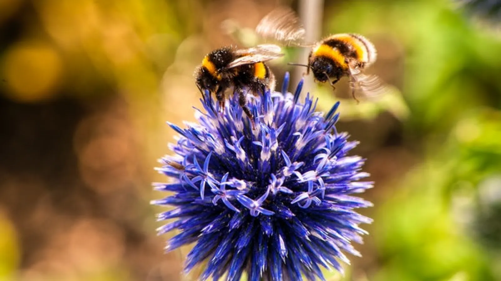 Bees around a purple ball like flower