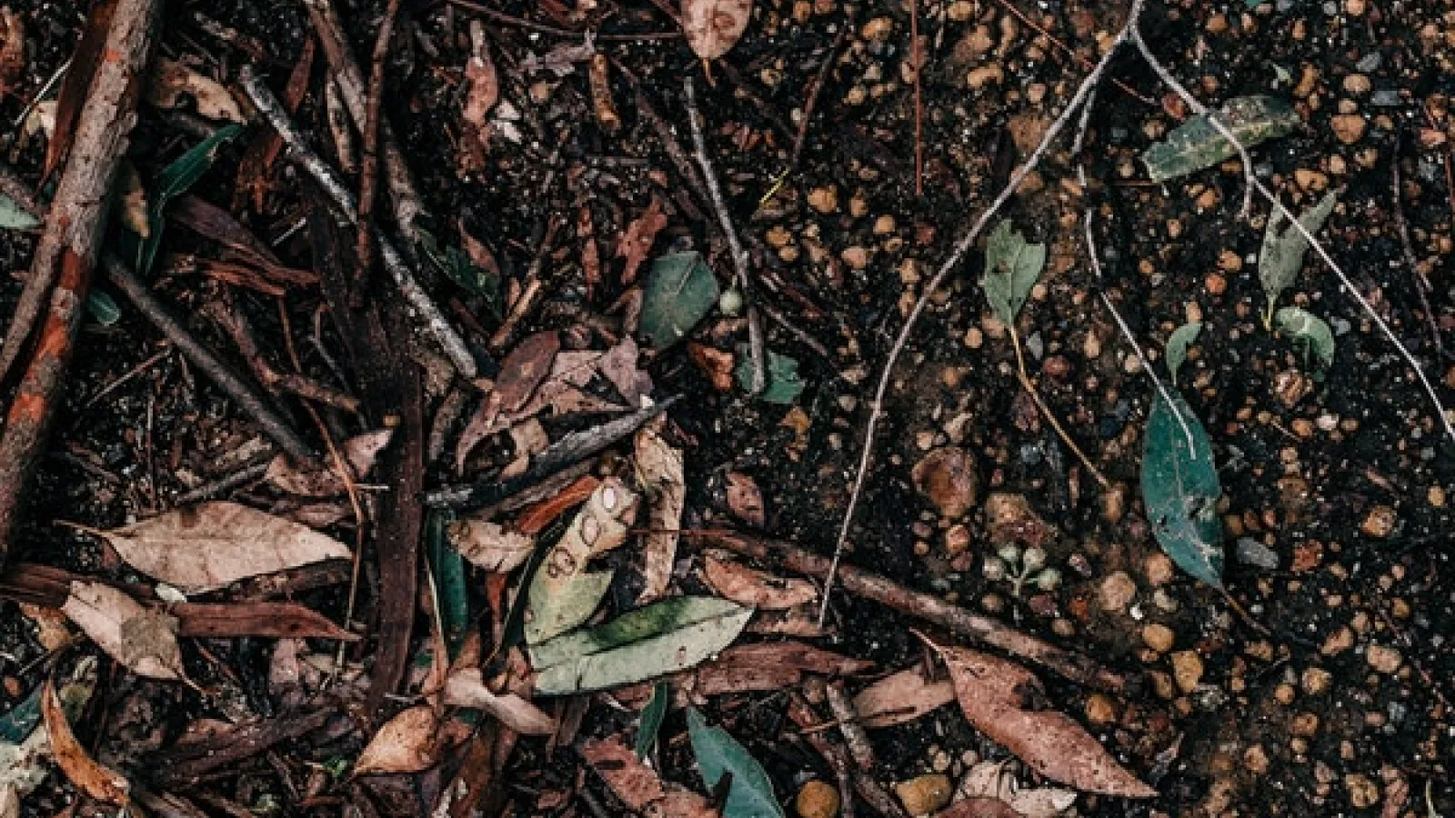 ground with soil and green and brown leaves and twigs