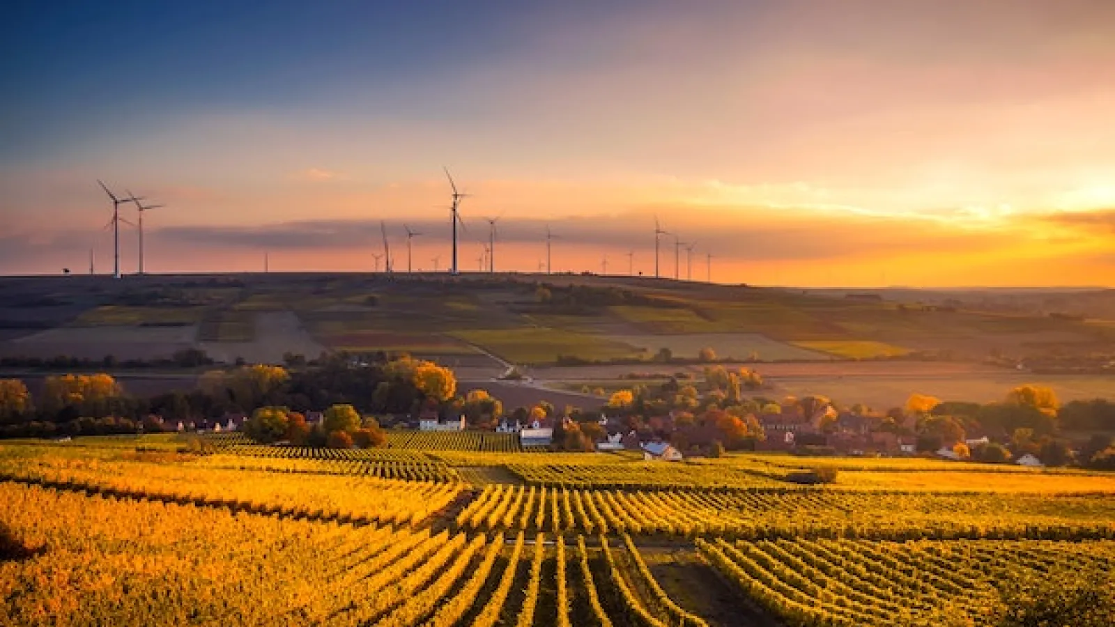 Sunrise vista overlooking field patches of vegetation and tree lines and white building in a valley with many wind turbines further in a distance on the hill as yellowish sunlight is shining from the right   with some white clouds while the sky transitioning from light blue to dark blue