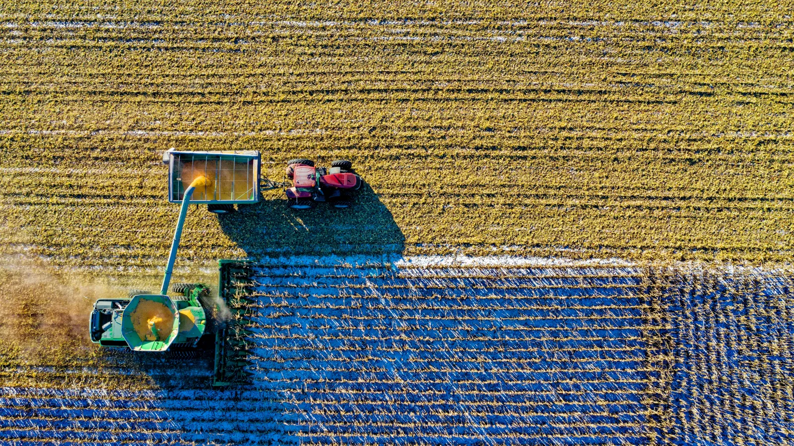 Aerial view from straight above a field with 2 tractors, one green harvesting some crop and through an arm pouring the yellow grain in a container being pulled by a red tractor alongside the first in a light greenish yellow field with some white snow in between the rows 