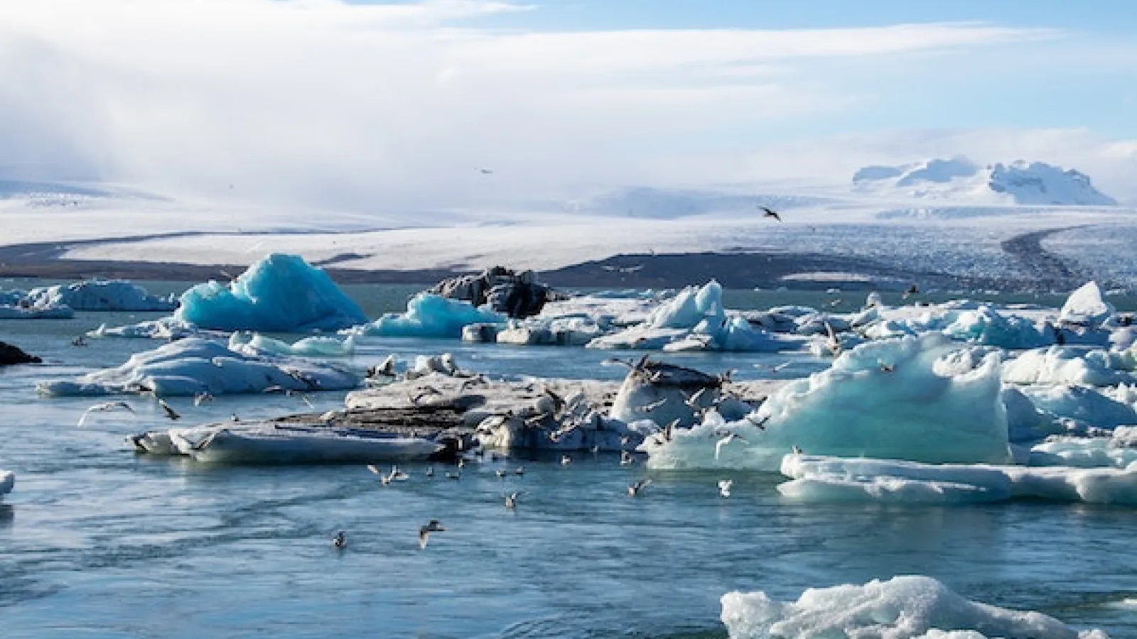 Birds on Ice Bergs in calm water under blue skies and white clouds