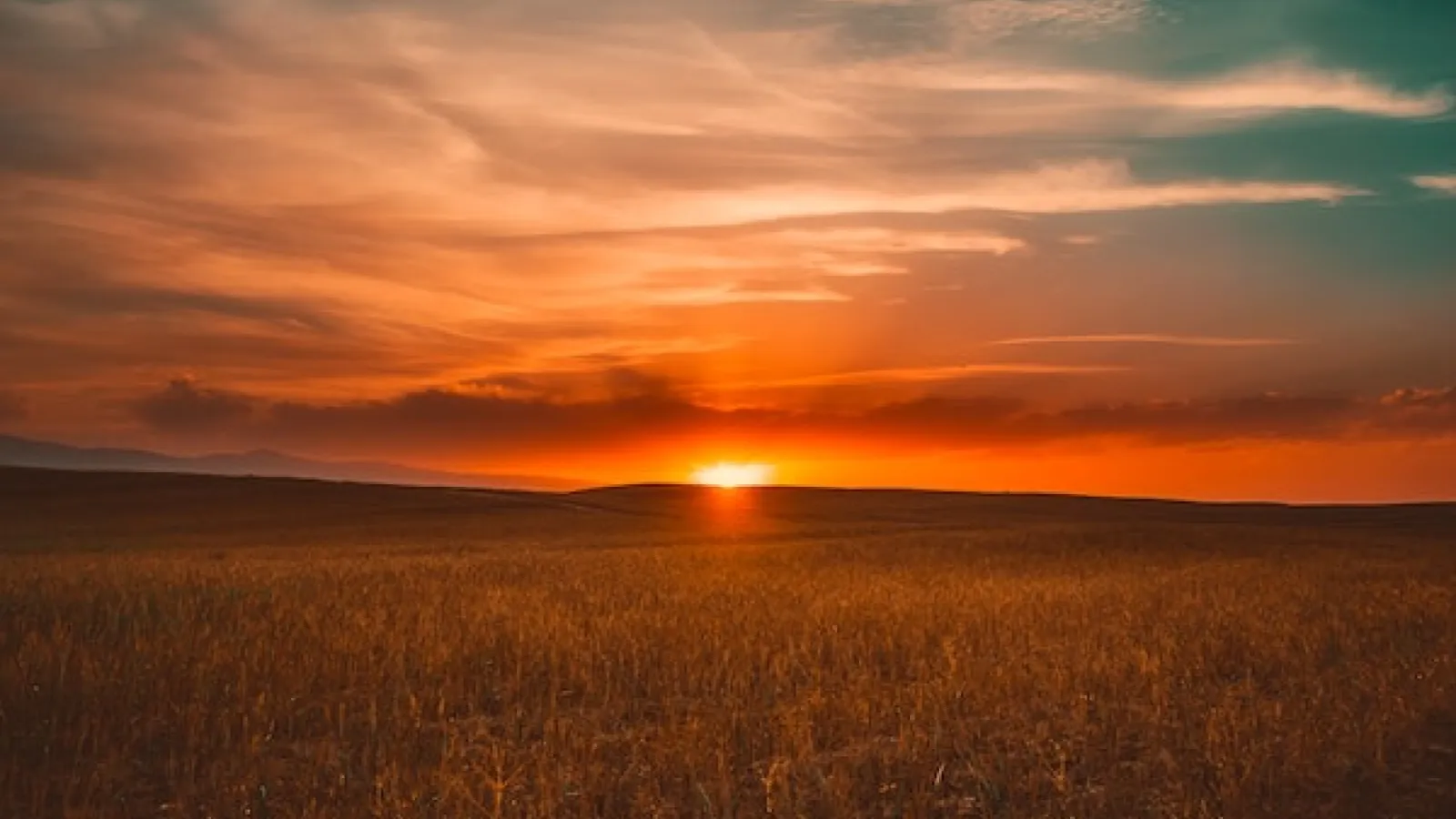 sunrise on a field of wheat under blue orange sky and clouds