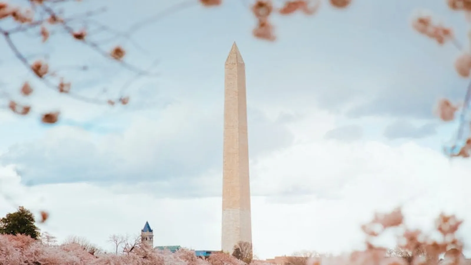 Photo of Washington Monument through cherry blossoms in Washington D.C