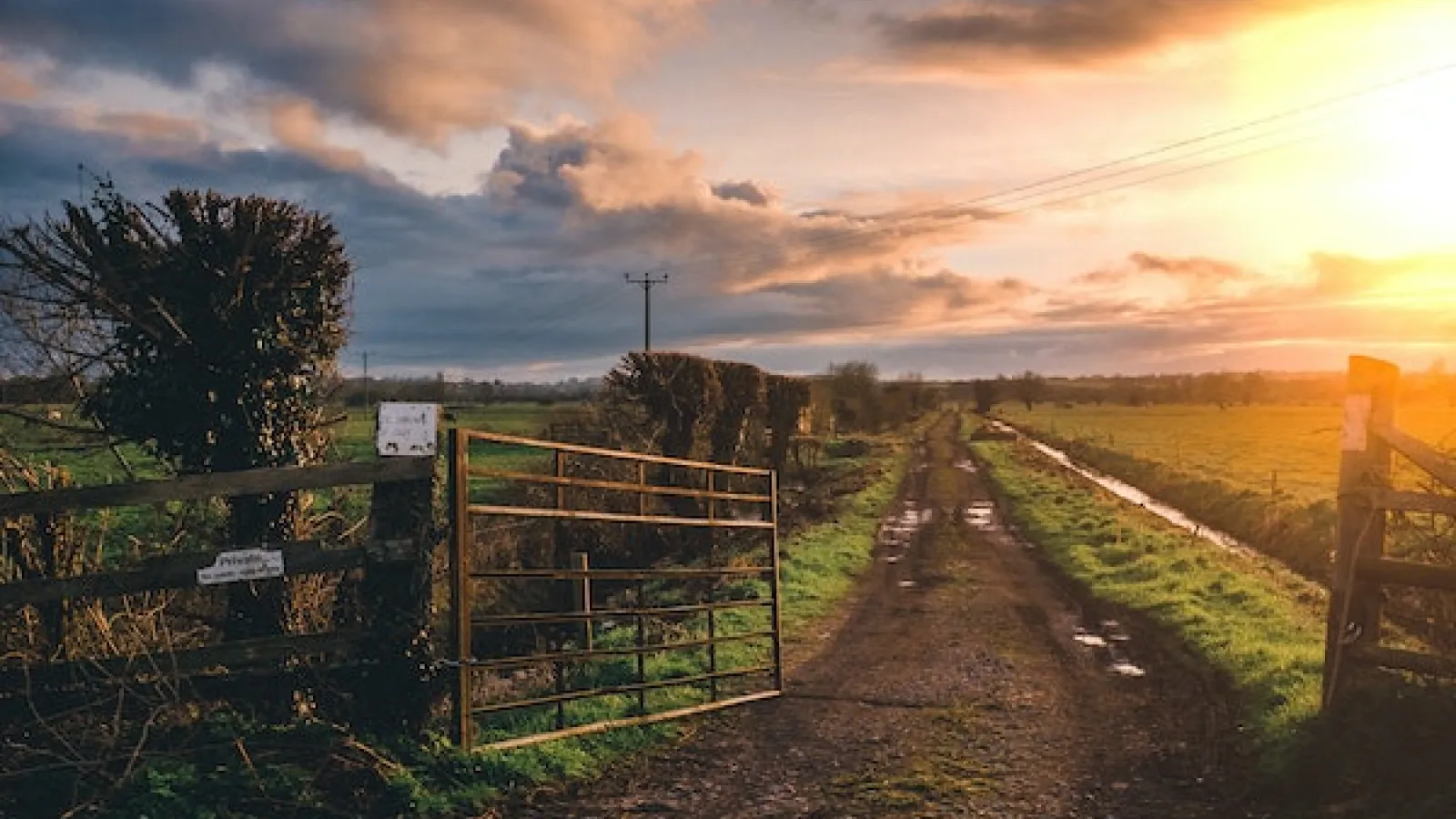 dirt road with water puddles and a metal gate opening into a grass field at sunrise..