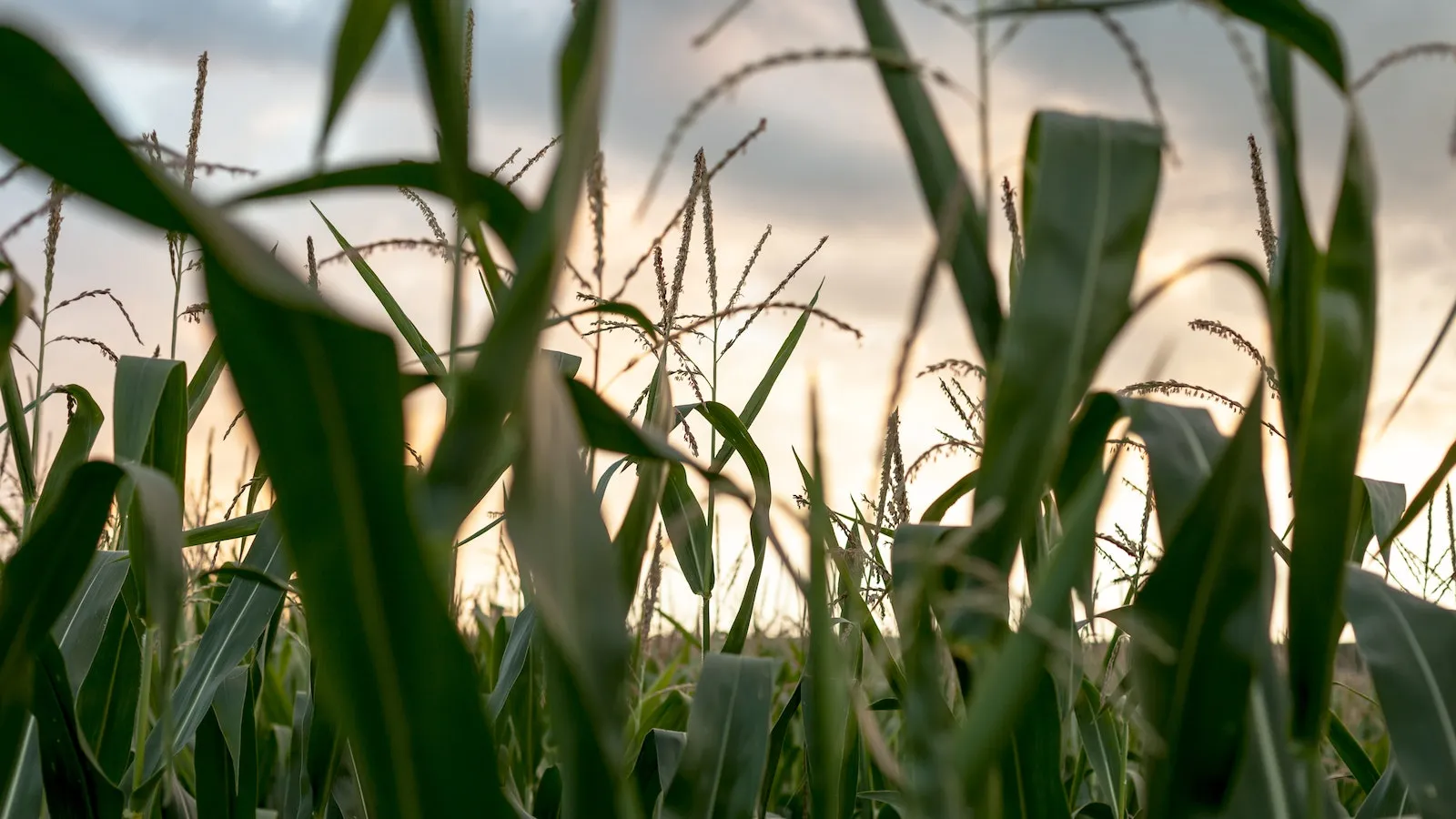 ground view of a corn farm with green corn plants