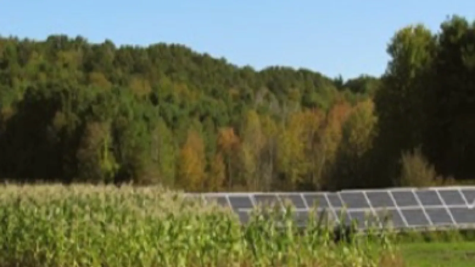 Corn field and trees and solar panels