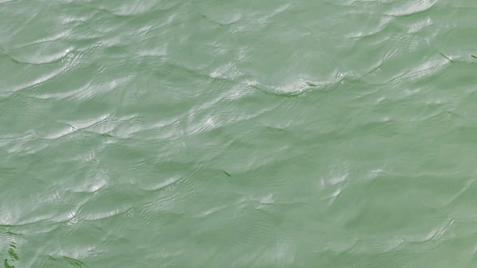 Green body of water with gentle waves 