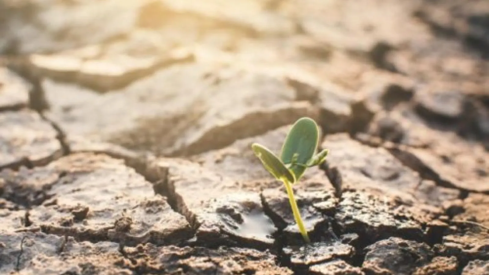 A sapling growing in dry, cracked soil