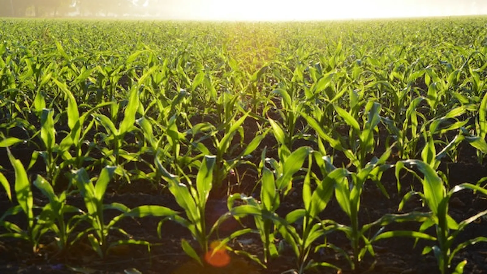 corn field on a sunny, hazy day