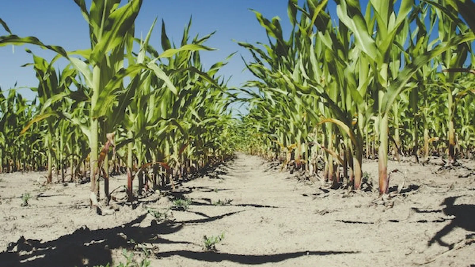 Corn field with dry, cracked ground under blue skies.