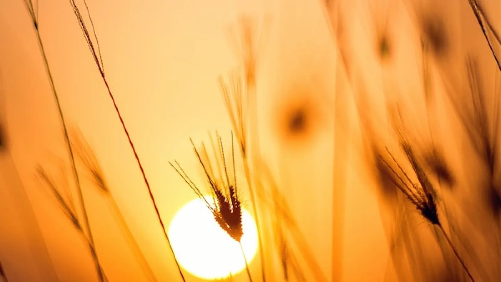 Sunset in a distance with some wheat in the foreground