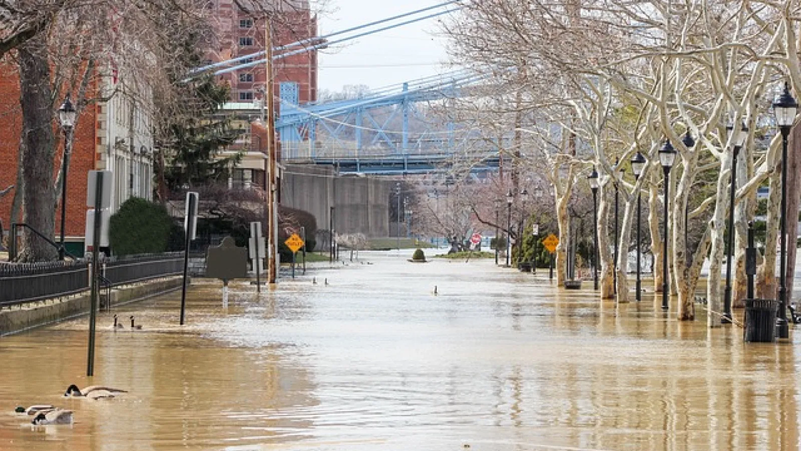 A tree-lined city street with buildings and street signs submerged in muddy water with ducks swimming. 