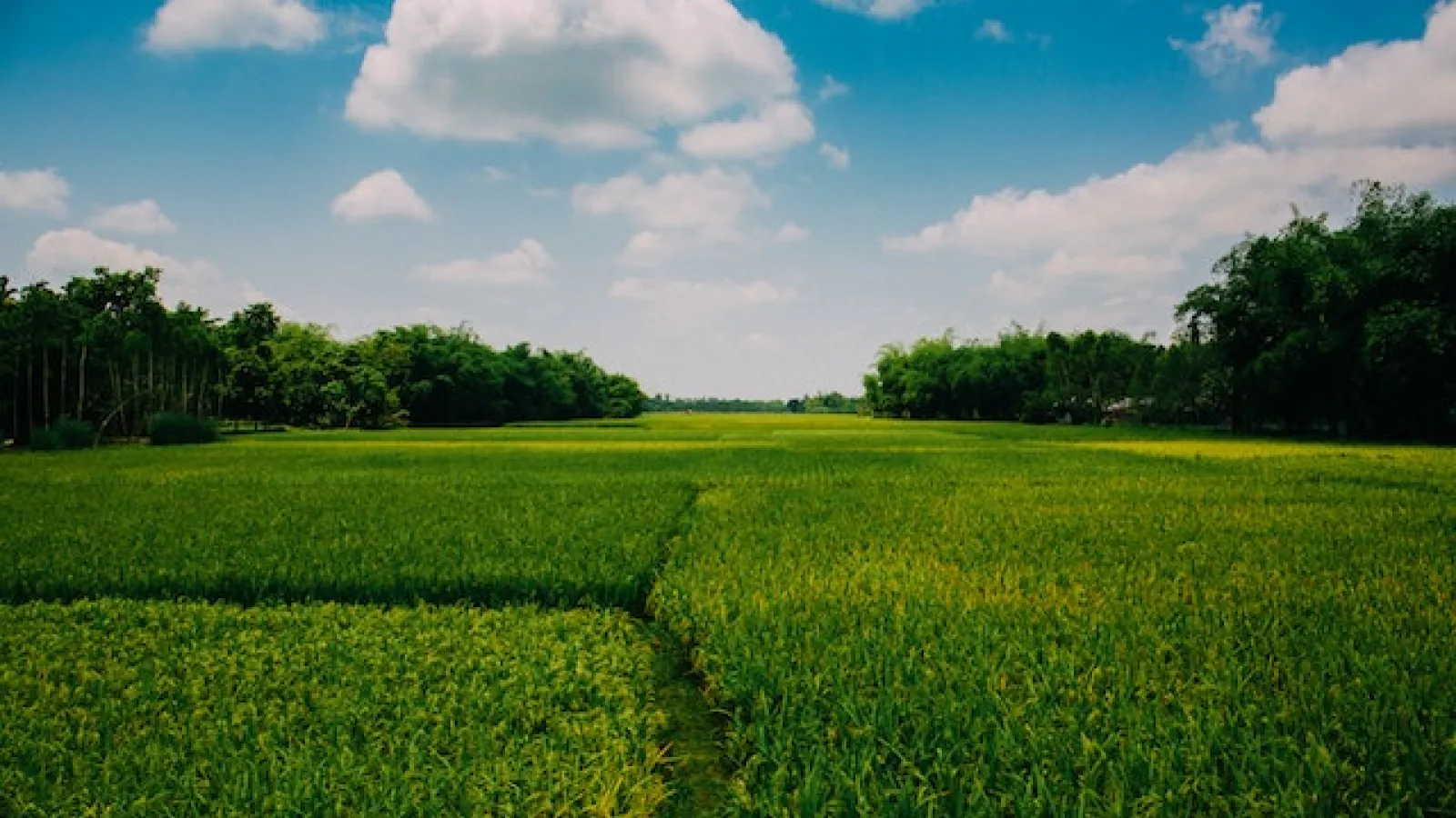 Field of green crops under blue skies and white clouds.