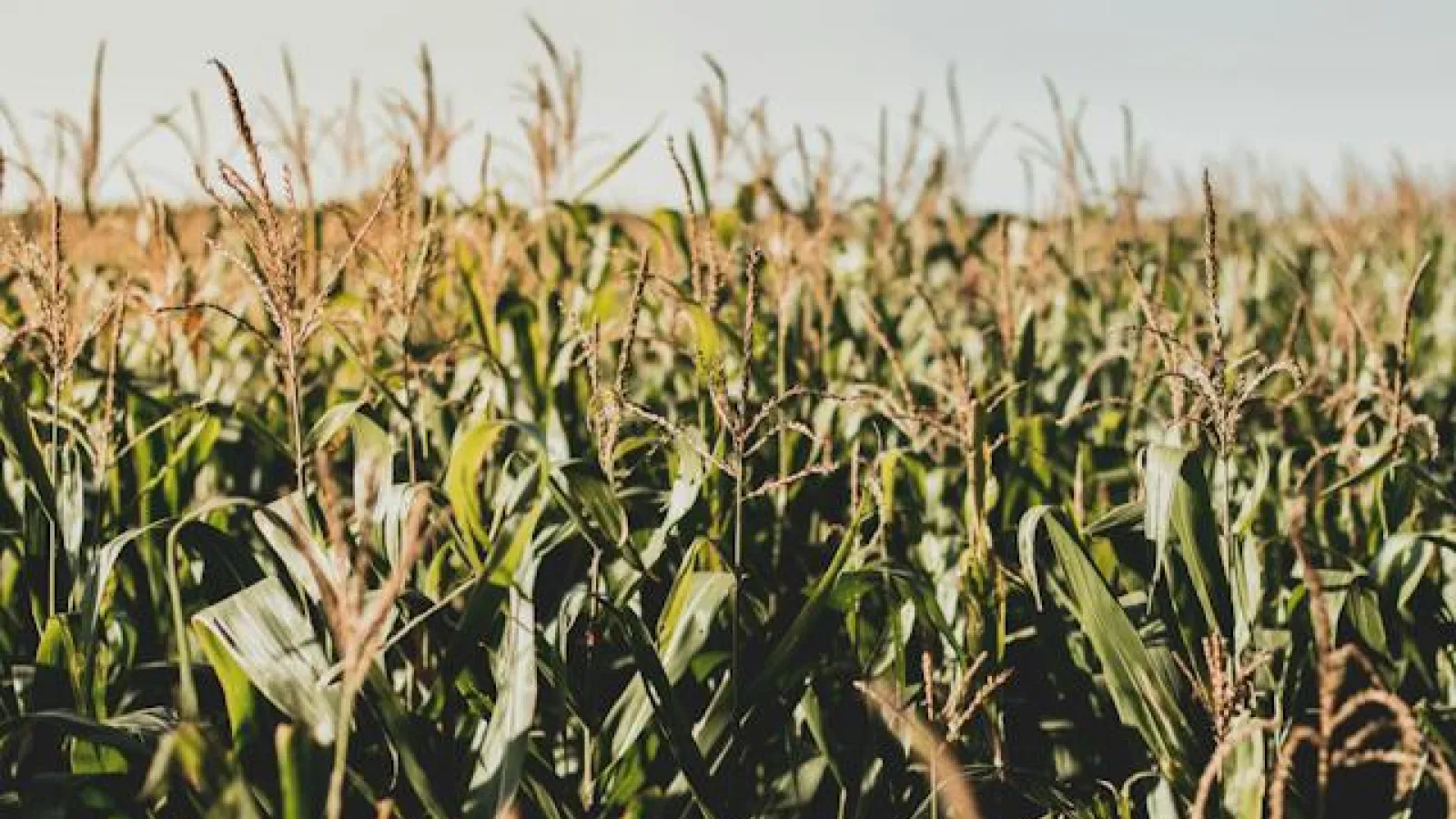 corn field