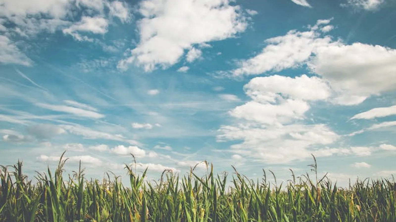 Field of corn under blue skies and white scattered clouds.