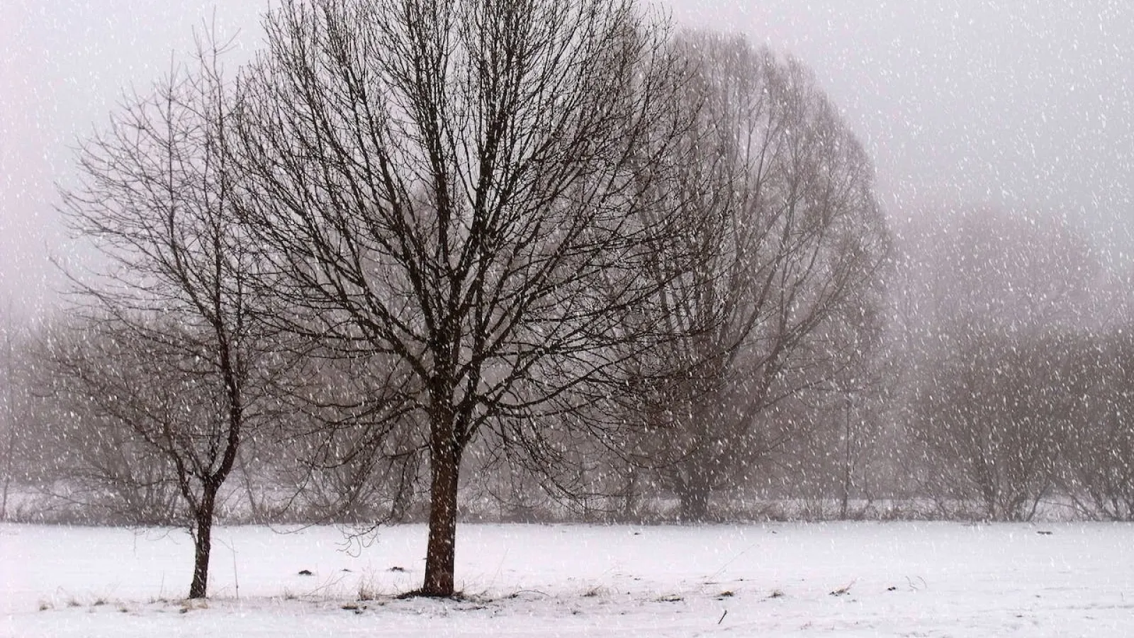 Bare trees and ground covered with snow as more snow falls.