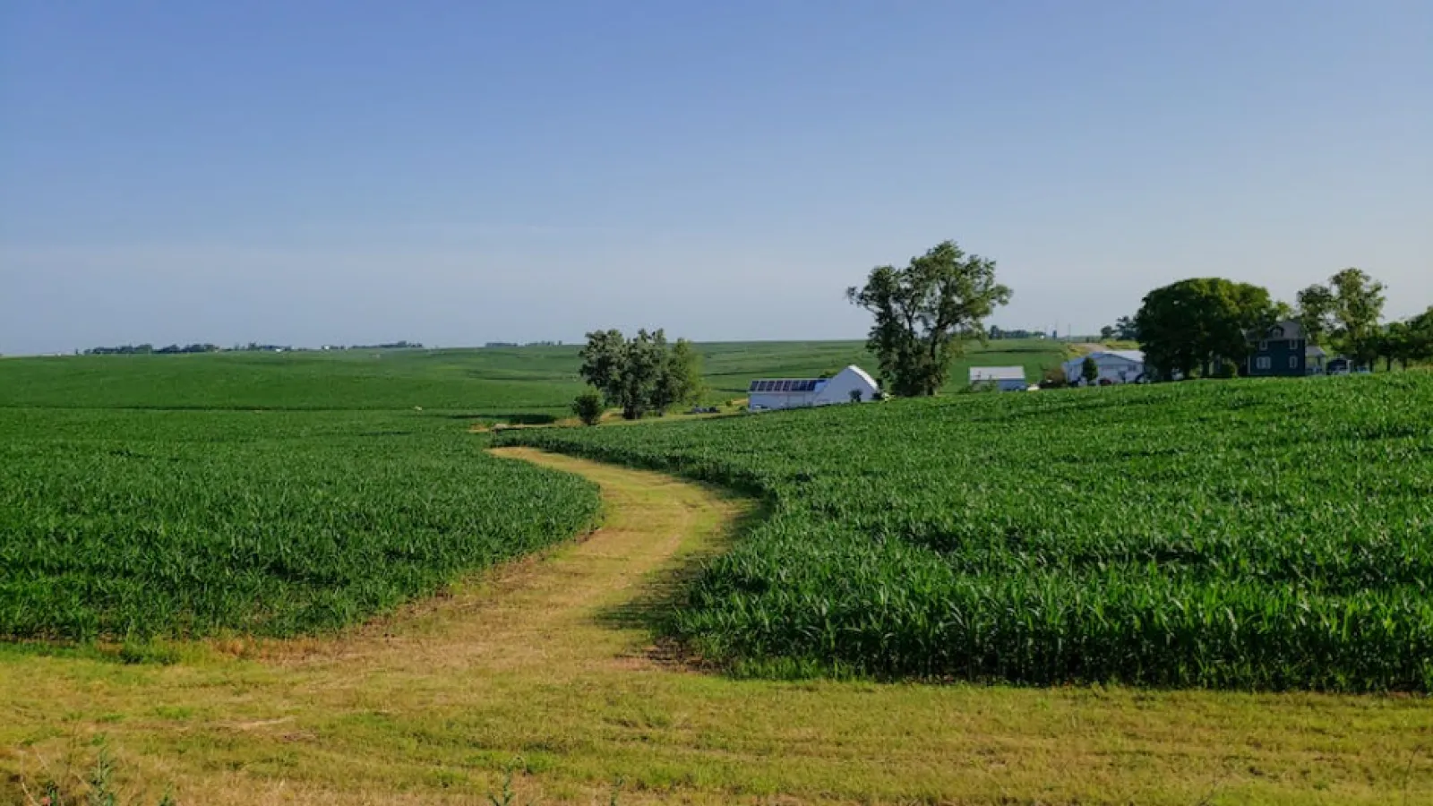 A farmhouse, budlings and trees in a distance and a light-colored, grass-covered drive in a green field, leading to the buildings under blue skies.