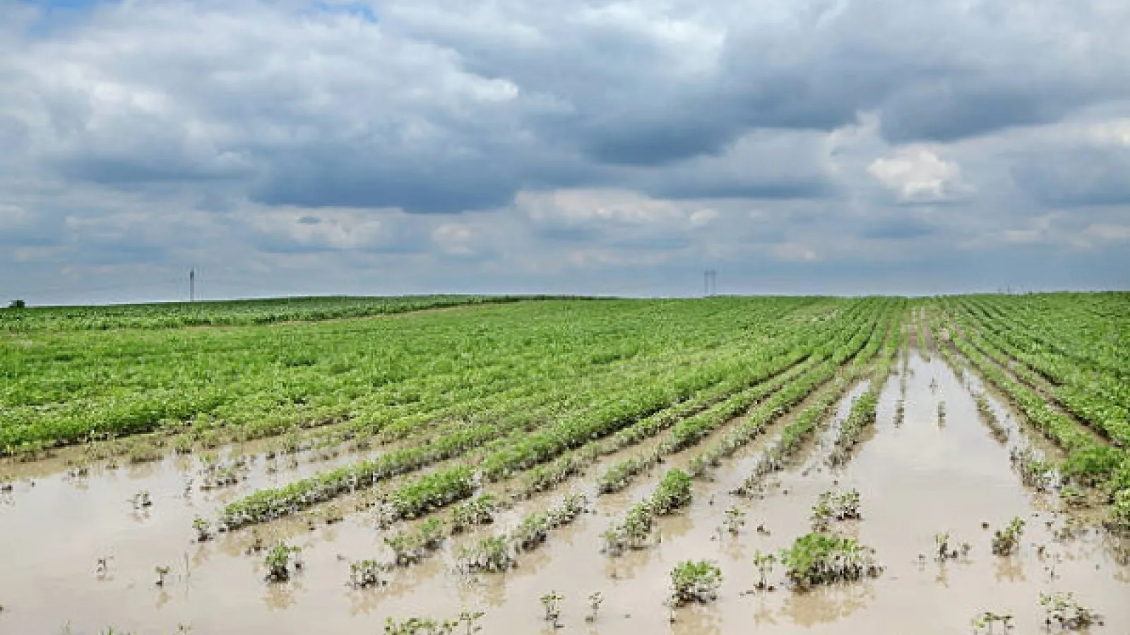 A flooded field.