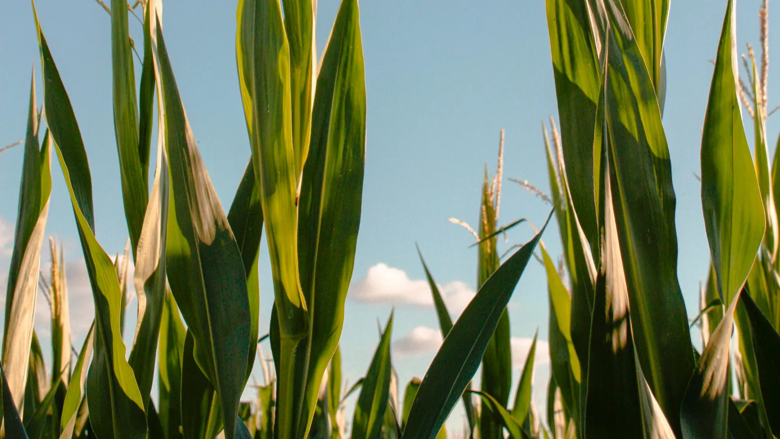 Corn field against the blue sky.