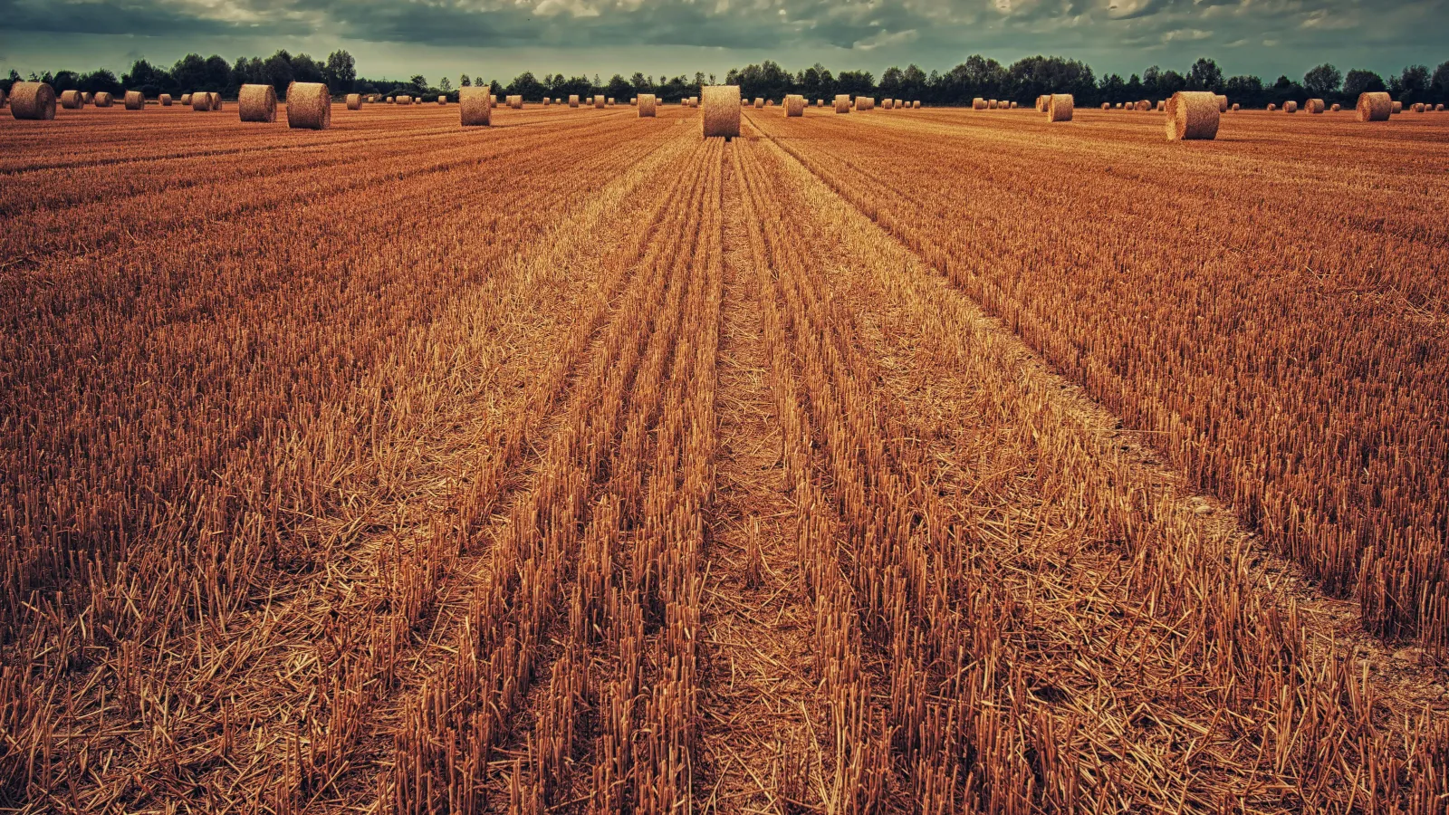 A brown field with round bales scattered around under blue skies with white clouds and a tree line in a distance.