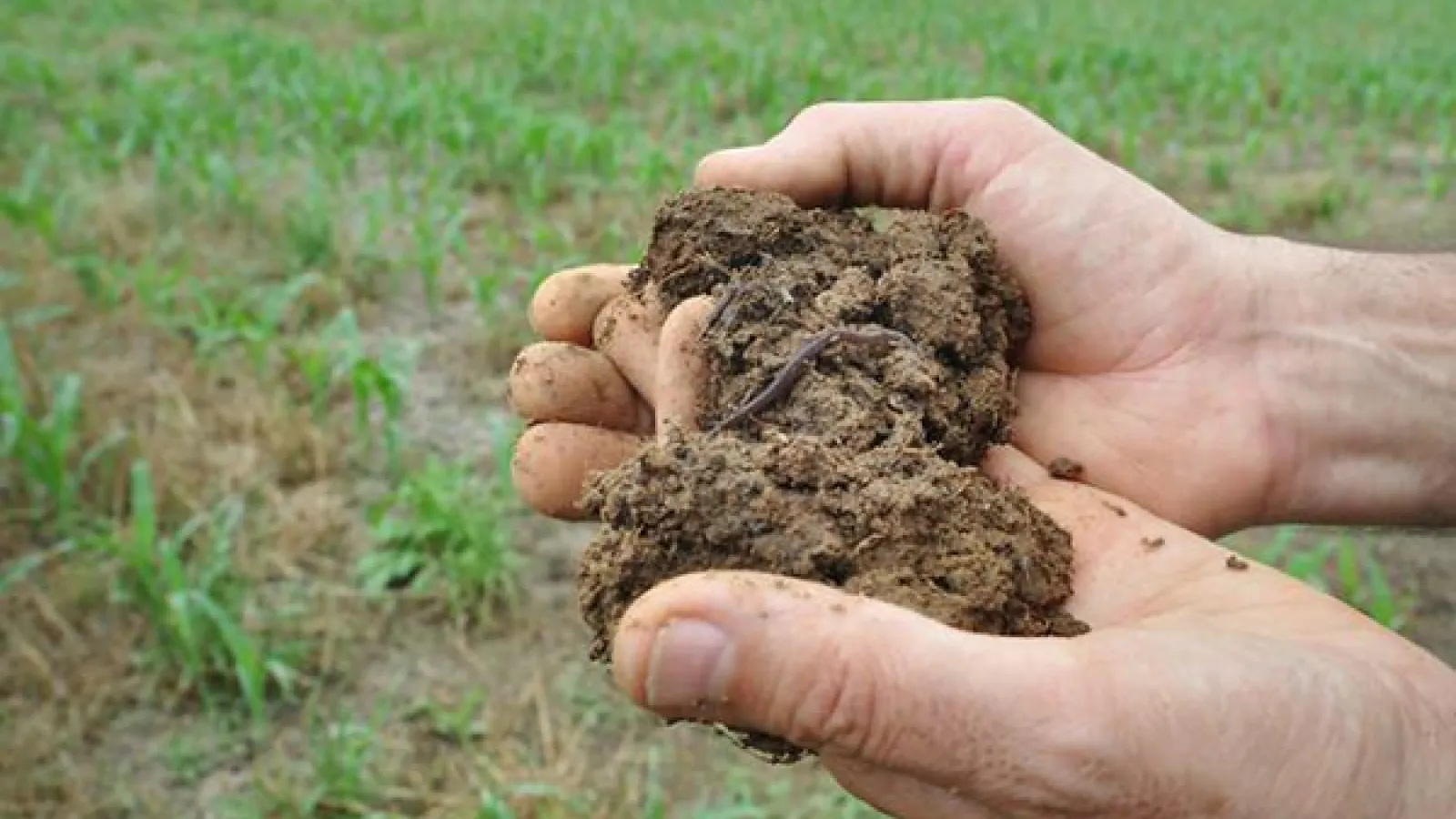 Hands holding soil