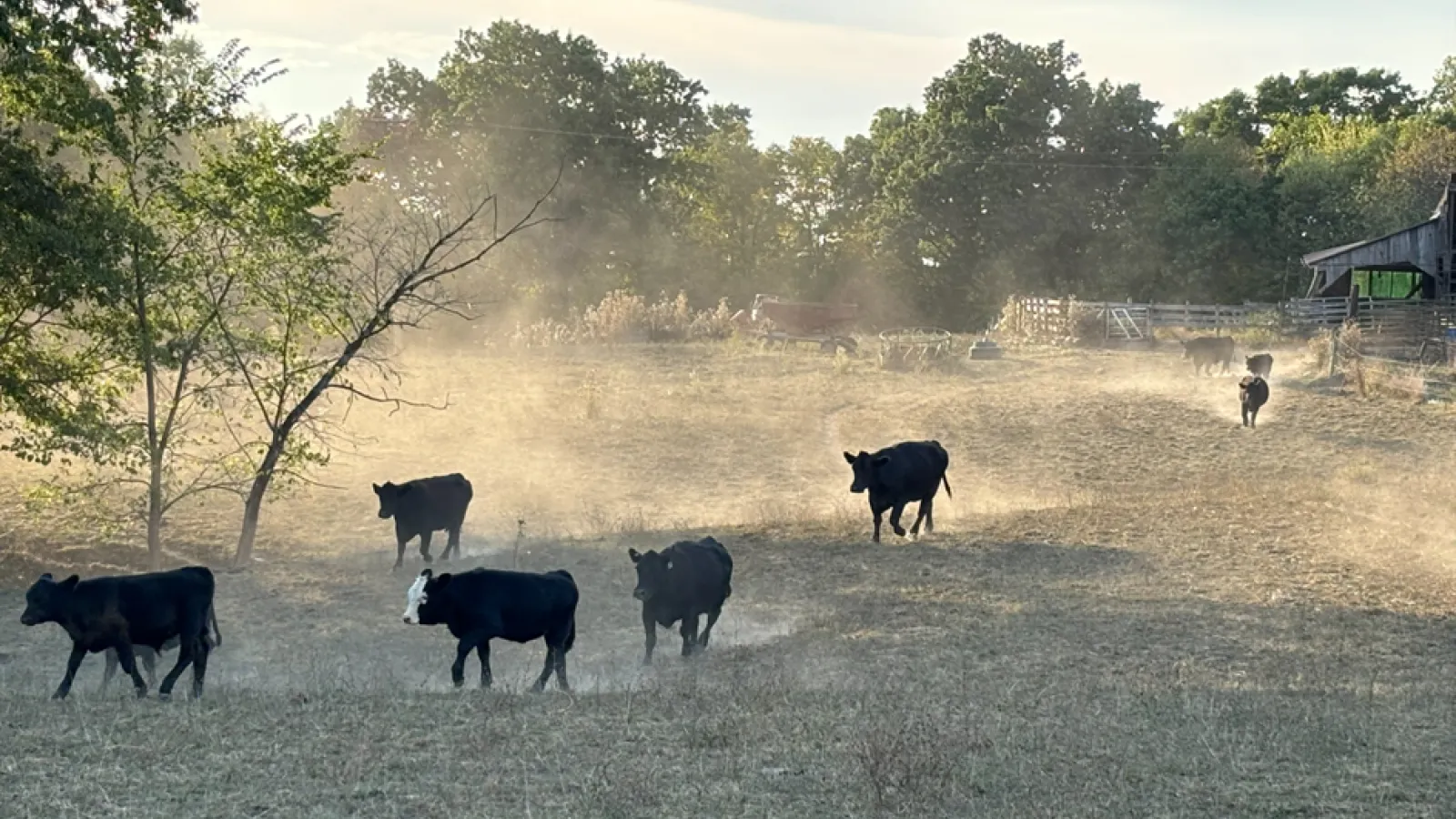 A sunny scene at a farm with several cows grazing in a field and running creating dust clouds around them