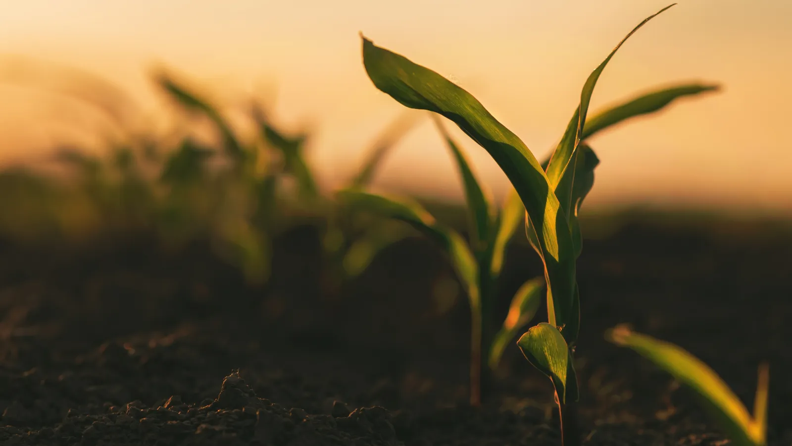 Green maize seedlings growing in cultivated agricultural field in sunset