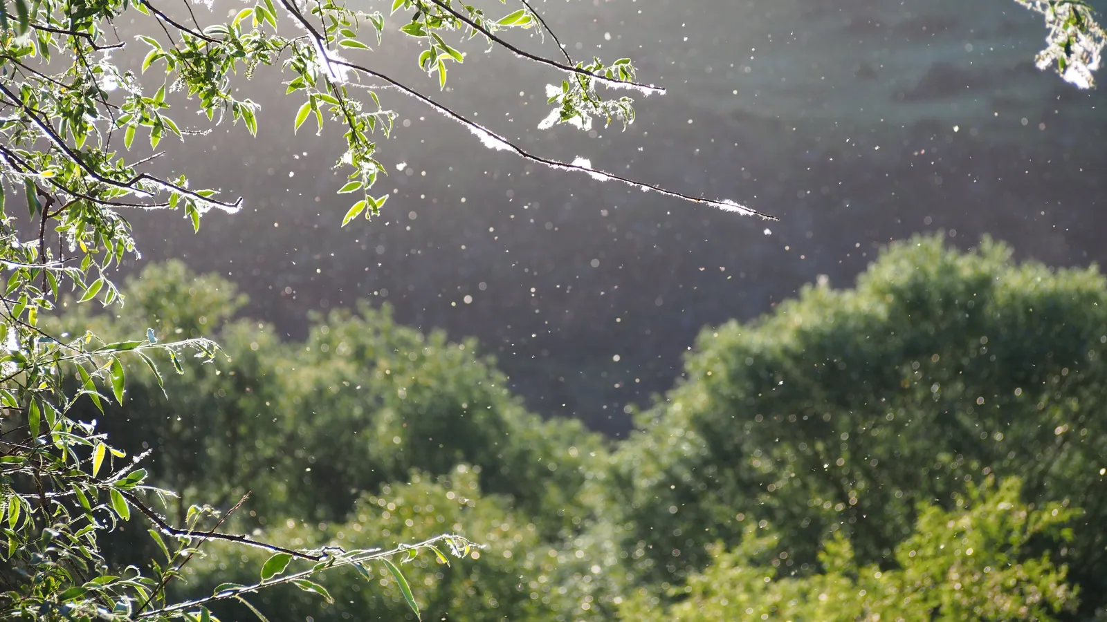 Poplar floating in the sunlight among the trees.