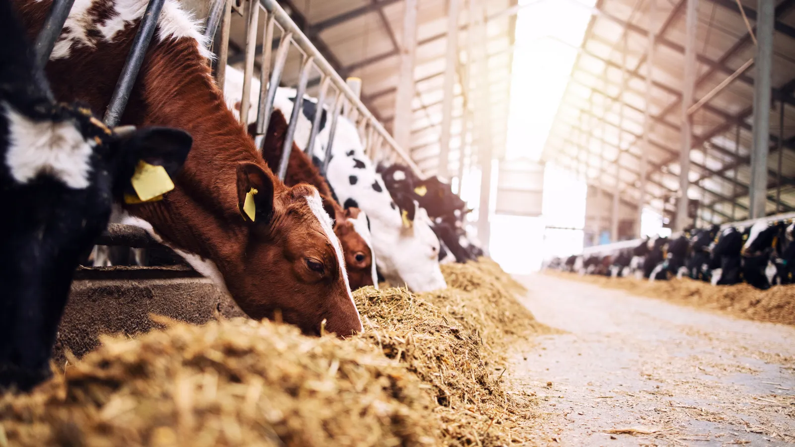 Group of cows at cowshed eating hay.