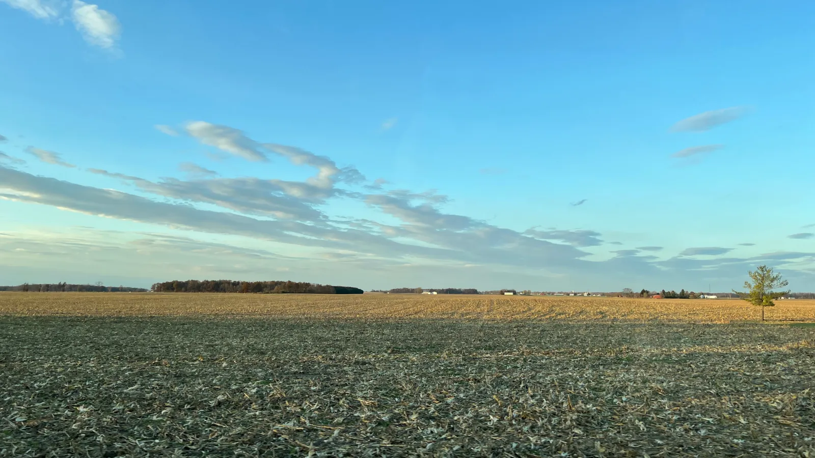 A corn farm.