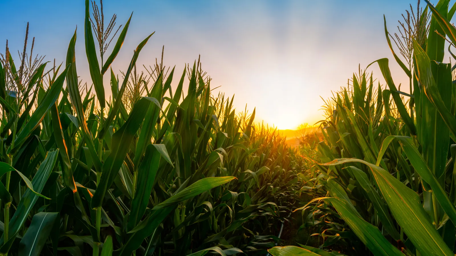 corn field