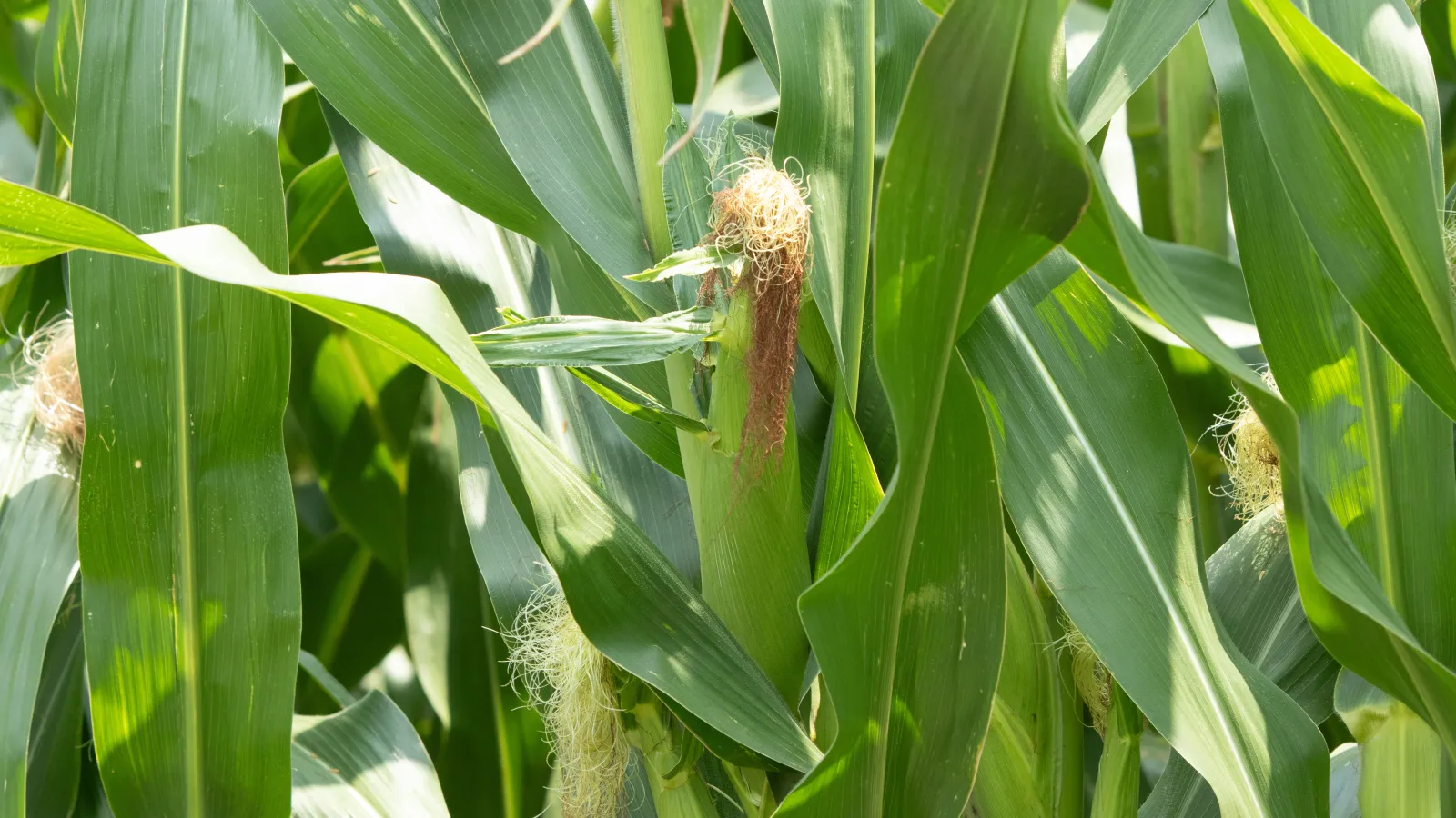 Corn field