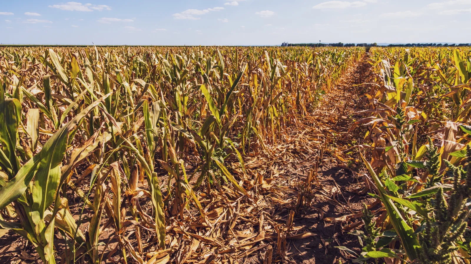 dry corn field because of drought.