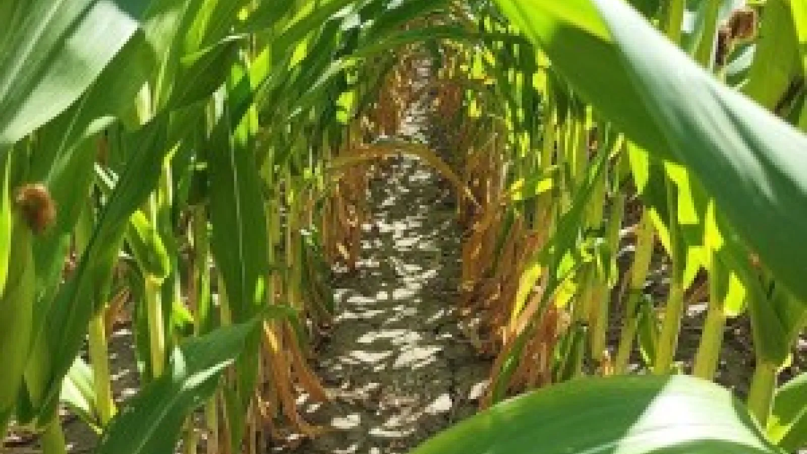 Sunlit rows of green corn plants with dry leaves near the base.