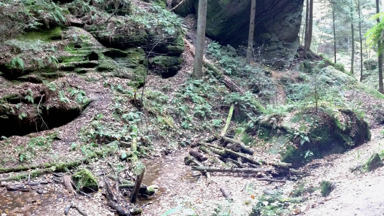 Forest with rock outcrop