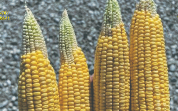 Different size  corn