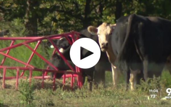 Cows in a field next to far equipment with a white play button in the center if the screen