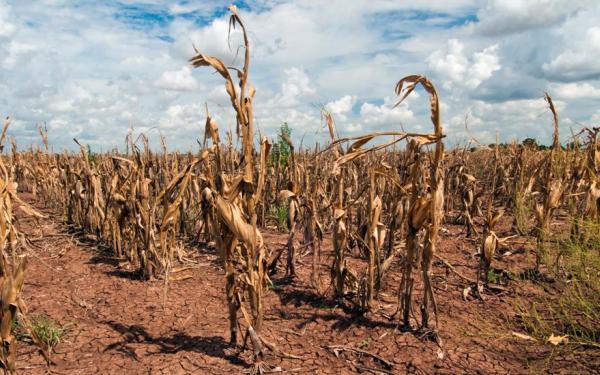 Dry Corn Field