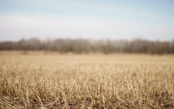 closeup photo of dry grass on rural field
