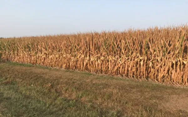 Dry rows of corn with dry grass in the forefront under blue skies.